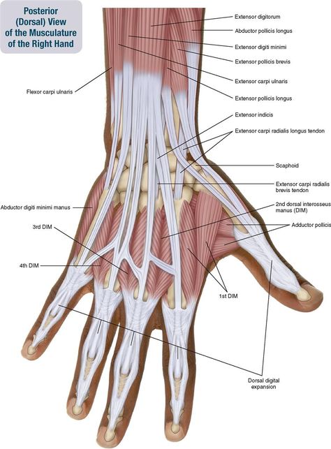 Body Muscle Anatomy, Muscle Diagram, Human Muscle Anatomy, Hand Anatomy, Anatomy Bones, Forearm Muscles, Male Figure Drawing, Human Body Anatomy, Human Anatomy Drawing