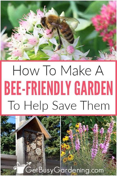 Are you interested in creating a beautiful bee-friendly garden this year? From learning how to design a safe place for them, to how to maintain it for years to come, I’ve created an essential guide for home gardeners who want to attract these natural pollinators to their yards. Get key tips for choosing flowers in the best colors for bees, and useful information on what else they need to thrive, like fresh water and sunshine. You can help save the bees by planting a flower garden this year! Water For Bees, Backyard Hacks, Honey Bee Garden, Vegetable Beds, Bee Friendly Flowers, Bee Friendly Plants, Backyard Bee, Modern Homestead, Bee Friendly Garden