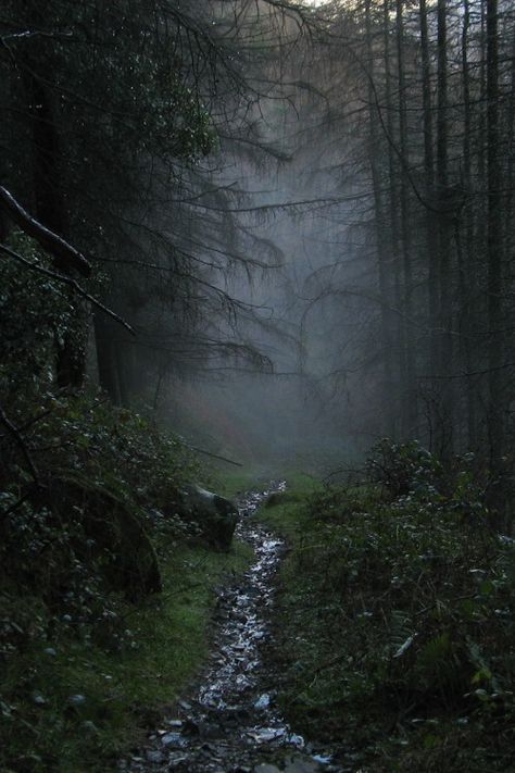 Rostrevor Forest, Ireland | Darren Giddins Amy Core, Dark Naturalism, Dark Green Aesthetic, Dark Forest, Nature Aesthetic, Enchanted Forest, Pretty Places, Narnia, Green Aesthetic