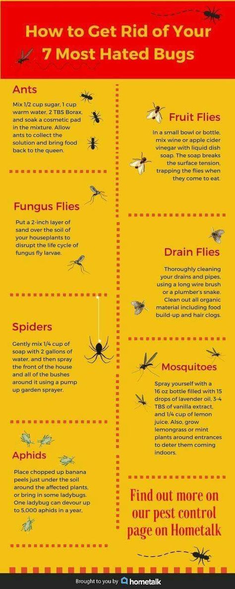 Ant Killer, Bug Killer, Most Hated, Bug Control, Homemade Cleaning, Bug Spray, Fruit Flies, Bug Repellent, Garden Pests