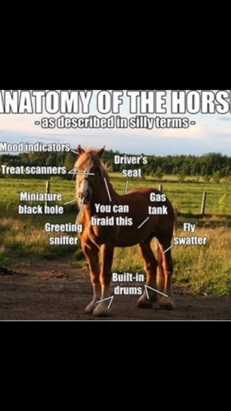 Funny Horse Quotes, Equestrian Funny Horse Humor, Funny Horse Videos, Horse Girl Problems, Funny Horse Pictures, Horse Quotes Funny, Horse Jokes, Horse Riding Quotes, Horse Memes