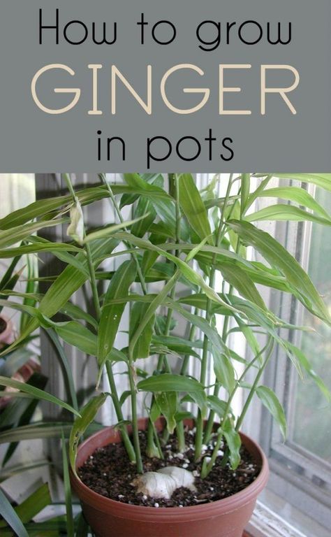 Growing Ginger Indoors, Growing Ginger, Indoor Herb Garden, Veg Garden, Herbs Indoors, Container Gardening Vegetables, Home Vegetable Garden, Food Garden, Veggie Garden