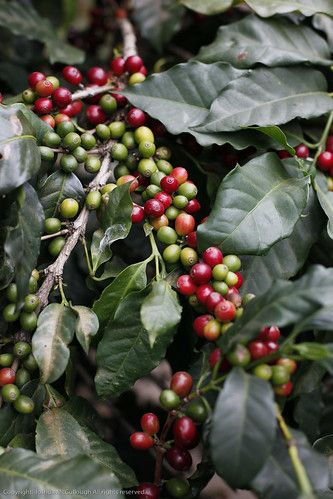 Coffea arabica | Joshua McCullough | Flickr Coffea Arabica Plant, Coffee Bean Tree, Shop Stand, Coffea Arabica, Coffee Roastery, Coffee Tree, Arabic Coffee, Coffee Shop Logo, Coffee Farm