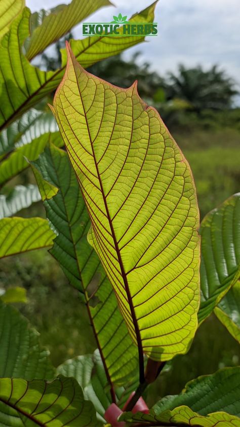 Did you know, Mitragyna Speciosa (aka K r a t o m) trees are grown in the tropics and do not like to grow in climates colder than 60°f or hotter than 96°f. These temperamental plants do grow well indoors and in greenhouses. . . . #kava #tealife #healthtalk #healthfirst #cbdmovement #cbdheals #herbalism #herbalist #herballifestyle #herballiferesult #herballife #hemplife #hempoil #powderday #naturalremedies #naturalremedy #tealifestyle #naturalmedicines #ilovenaturalmedicine Mitragyna Speciosa, Health Talk, K R, Quality Of Life, Greenhouses, Hemp Oil, Natural Medicine, R A, Natural Remedies