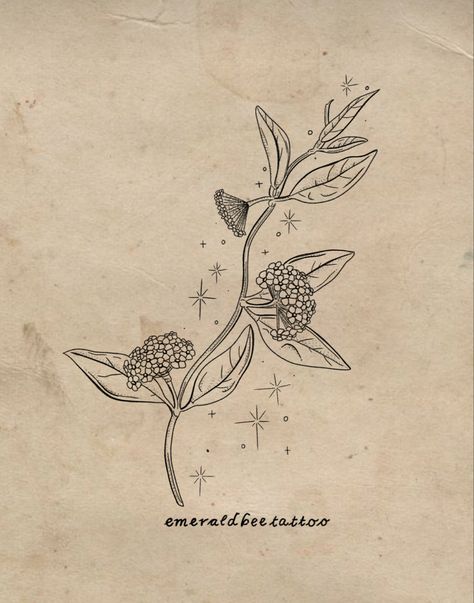 Hoya Flowers Tattoo, Hoya Tattoo Design, Hoya Plant Tattoo, Hoya Illustration, Plant Tattoo Drawing, Hoya Drawing, Lantana Tattoo, Houseplant Tattoos, Hoya Tattoo