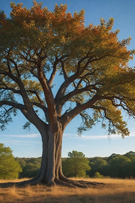 Discover the best trees to plant in Oklahoma to enhance your landscape. From Oklahoma Redbud to native plants, find the ideal options for your garden. Learn about Oklahoma tree care and how to successfully plant and grow these beautiful trees. Explore the top shade trees suitable for Oklahoma's climate and soil conditions. Whether you're looking for drought-resistant options or vibrant blooms, these recommended trees are perfect for enhancing your outdoor space in Oklahoma. Oklahoma Landscape Ideas, Oklahoma Landscape, Autumn Blaze Maple, Bald Cypress Tree, Eastern Redbud, Bald Cypress, Southern Magnolia, Drought Resistant, Beautiful Trees