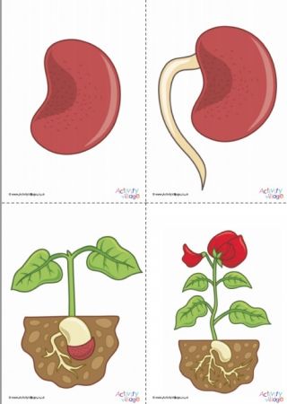 Life Cycle Of A Bean Plant, Life Cycle Of A Plant Preschool, Bean Life Cycle, Plant Life Cycle Craft, Life Cycle Of Plants, Plant Life Cycle Worksheet, Grow Beans, Simple Posters, Cycle Photo