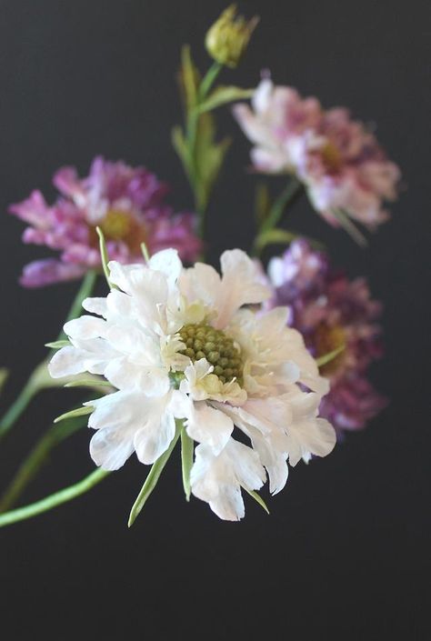 scabiosa Flower Artists, Craft Classes, Sugar Art, Sugar Flowers, Cake Art, Cake Decorating, Pasta, Plants, Flowers