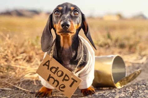 In this guide, I compiled some of the best Dachshund rescues in the US to help you with your search. I did a review of their adoption processes and requirements. Dachshund Adoption, Golden Dachshund, Dachshund Rescue, Funny Dachshund, Adoption Process, Foster Home, Dachshund Love, Animal Shelter, Animal Gifs