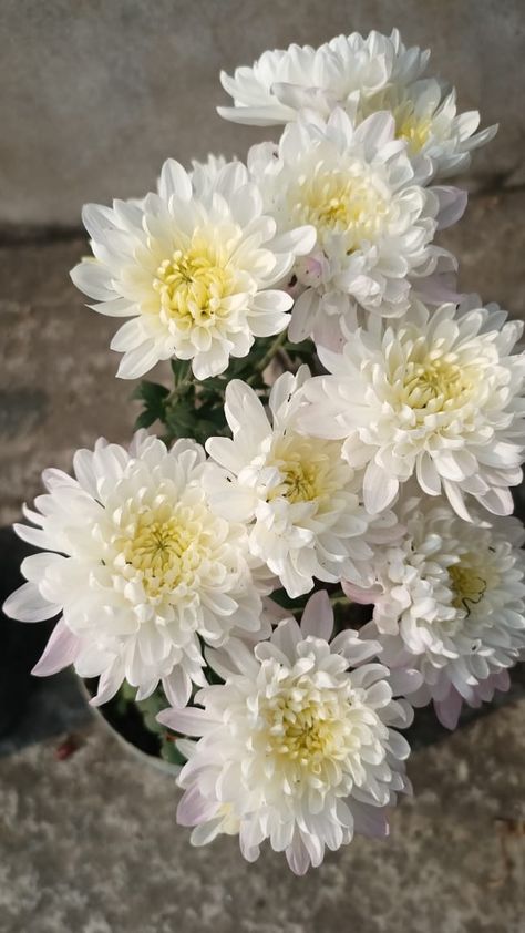 Crysantenum Flower, Chrysanthemum Flower Arrangement, White Chrysanthemum Flower, White Chrysanthemum, Wedding Vision, Chrysanthemum Flower, White Garden, Favorite Flower, Welcome To The Jungle