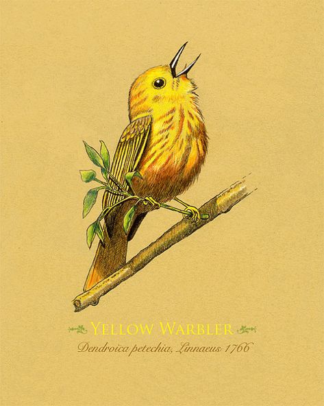 Yellow Bird Drawing, Yellow Warbler, Traditional Tattoo Sleeve, Bird Paintings, Wings Drawing, Scientific Name, Feather Painting, Bird Painting, Yellow Bird