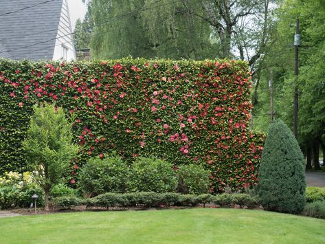 Camellia Hedge Gardens, Camellia Hedge, Floral Hedge, Camellia Garden, Living Fence, Garden Inspo, Outdoor Living Design, Garden Plans, Landscape Design Plans