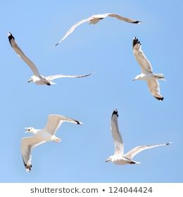 Flying Photography, Flying Seagull, Watercolor Boat, Black Headed, Sea Gulls, Seagulls Flying, Worship Art, Painting Reference, Sea Gull