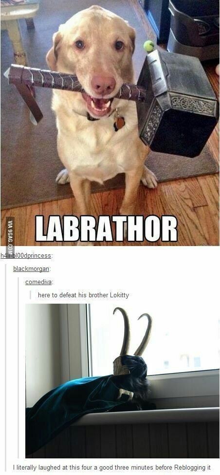 Katt Grejer, Funny Marvel Memes, Dc Memes, Avengers Memes, Marvel Stuff, Funny Animal Jokes, Marvel Jokes, Avengers Funny, Funny Animal Memes