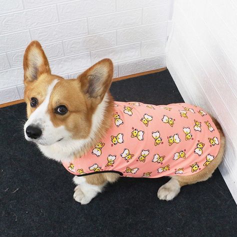 Corgi Outfits, Corgi Clothes, Dog Wearing Clothes, Corgi Dog, Wearing Clothes, How To Wear, Clothes