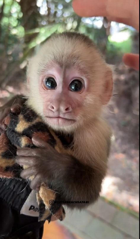 Capuchin Monkey Pet, Monkey Breeds, Cute Monkey Pictures, Small Monkey, Mini Monkey, Capuchin Monkey, Monkey Pictures, Wildlife Reserve