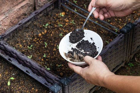 How to Use Coffee Grounds in the Garden Coffee Grounds Garden, Seeds Storage, Coffee Grounds For Plants, Coffee Grounds As Fertilizer, Growing Herbs In Pots, Herbs In Pots, Garden Design Ideas On A Budget, Gardens Decor, Blueberry Plant