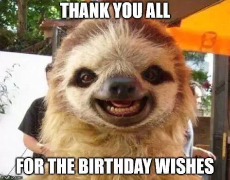 Sloth Photos, Sloth Meme, Sloth Life, Sloth Art, Silly Photos, Sloths Funny, Sloth Lovers, Baby Sloth, Cute Sloth