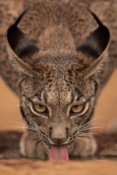 Iberian Lynx / Lynx ibérique / Image by siberianart (Amit Eshel) from instagram Cat Totem, Iberian Lynx, Lynx Lynx, Cat Species, Pretty Animals, Small Cat, Leopards, Lynx, German Shepherd Dogs