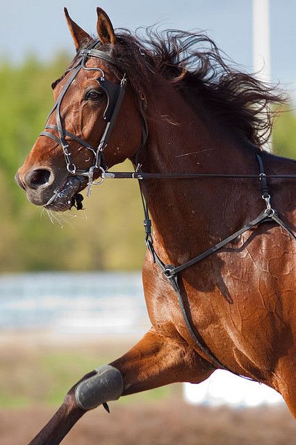 Not only do I love this breed but I LOVE his name as well! Standardbred race horse Aston Martin by Rozpravka. Standardbred Racing, Standardbred Horse, Horse Harness, Eventing Horses, Race Horse, Harness Racing, Most Beautiful Animals, Majestic Horse, Brown Horse