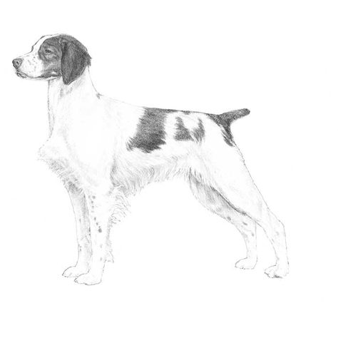 Brittany Breed Standard Illustration Lovers Tattoo, English Dogs, Tattoos For Dog Lovers, Akc Breeds, English Toy Spaniel, Brittany Spaniel, Canine Art, Dog Info, Best Dog Breeds