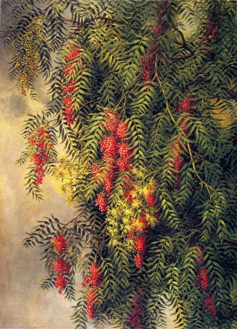 Ellen Burpee Farr, Pepper Tree, c. 1890-1899 Plants Drawings, Pepper Tree, Mixed Media Sculpture, Plant Drawing, Vintage Artwork, Still Life Painting, Botanical Art, Nature Art, Flower Painting