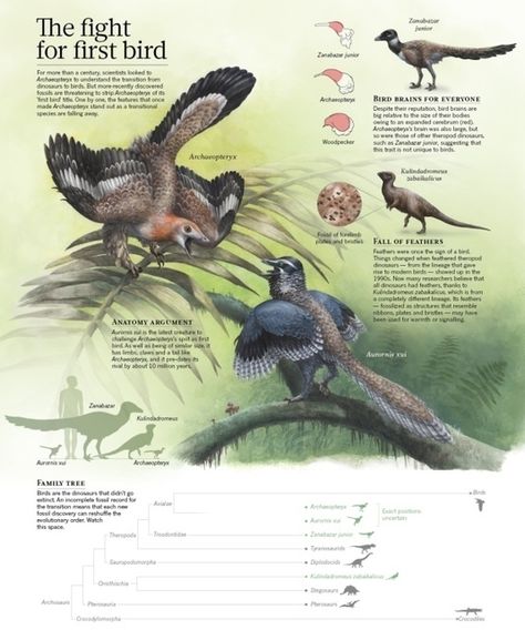 The iconic status of Archaeopteryx, the first animal discovered with both bird and dinosaur features, is under attack. More-recently discovered rival species show a similar mix of traits. As the simplistic idea of a ‘first’ bird gives way to a messy evolutionary transition, newly discovered fossi... Transition Illustration, Feather Anatomy, Bird Evolution, Unique Status, Four Wings, Extinct Birds, Uppsala University, Feathered Wings, Southern Germany