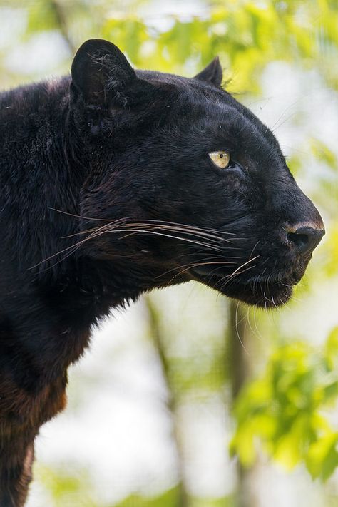 Black Jaguar Animal, Black Panther Cat, App Wallpaper, Panther Cat, Jaguar Animal, Profile Portrait, Black Cat Tattoos, Cat Species, Black Jaguar