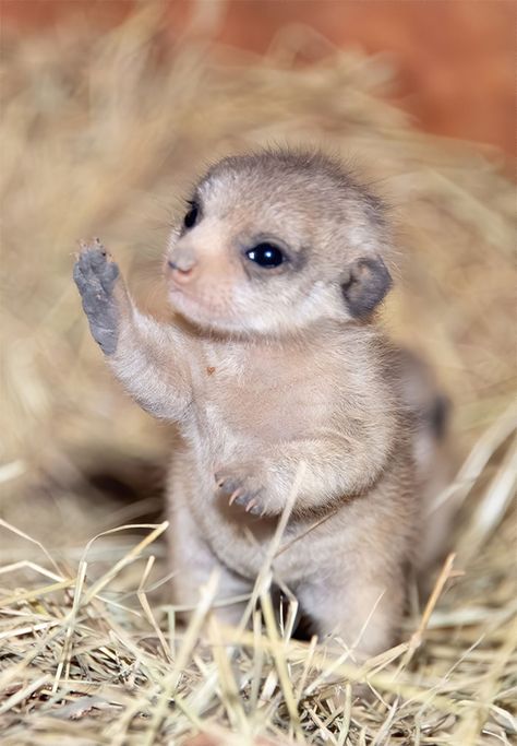 Miami Zoo Shares Meerkat Baby Photos And It’s Enough To Cheer Up Your Day (11 Pics) | Bored Panda Baby Meerkat, Baby Skunks, Baby Dolphins, Cute Ducklings, Baby Otters, Cute Goats, Baby Sloth, Baby Squirrel, 귀여운 동물