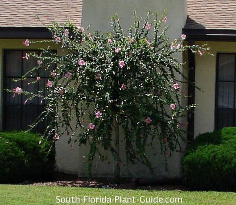 weeping hibiscus tree Weeping Hibiscus Tree, Hibiscus Tree Landscaping, Tree Landscaping Ideas, Pink Flowering Bushes, Hibiscus Bush, Tree Landscaping, Growing Hibiscus, Hibiscus Tree, Florida Landscaping