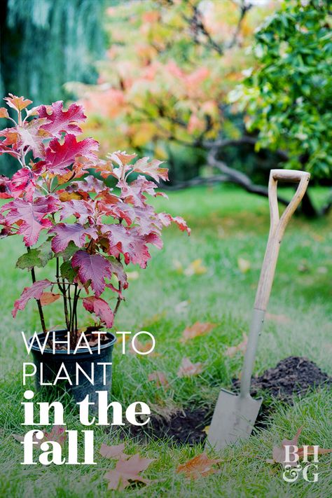 Plants To Plant In The Fall, Trees To Plant In The Fall, Fall And Winter Plants And Flowers, Shrubs To Plant In Fall, Fall Bulbs To Plant Perennials, Fall Garden Bed Ideas, Fall Plants Landscape, Fall Plants For Outside, What To Plant In The Fall