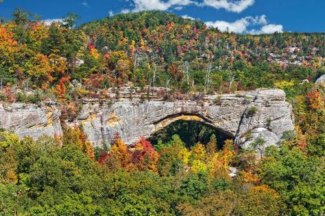 Daniel Boone National Forest Camping: 11 Top Campsites & More Kentucky Camping, Monongahela National Forest, Land Between The Lakes, Daniel Boone National Forest, Great American Road Trip, Forest Camp, National Park Camping, Red River Gorge, Daniel Boone