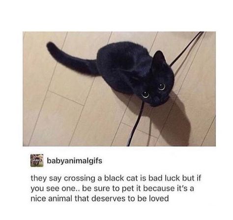 Cute Black Cat, A Black Cat, Bad Luck, Not Bad, Cute Creatures, Cute Kittens, Crazy Cat, Cute Little Animals, Kitty Cats