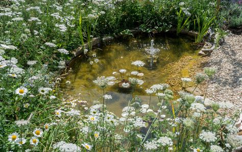 Ponds - Go Wild Landscapes Allotment Pond, Circular Seating Area, Small Wildlife Pond, Tiny Pond, Sunken Seating Area, Wildlife Ponds, Circular Seating, Sunken Seating, Fish Ponds Backyard