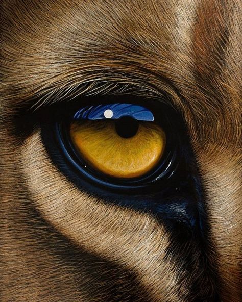 Animal Eyes Close Up, Animal Eyes, Eye Close Up, Cat Reference, Abstract Wallpaper Backgrounds, Sketch Ideas, Cat Eyes, Drawing Challenge, Forest Animals