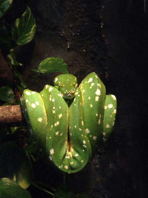 Awesome Emerald Tree Boa from the zoo Emerald Tree Boa Enclosure, Green Tree Boa, Emerald Tree Boa, Tree Snake, Snake Cages, Danger Noodles, Cute Reptiles, Ceramics Ideas, Body Reference Poses