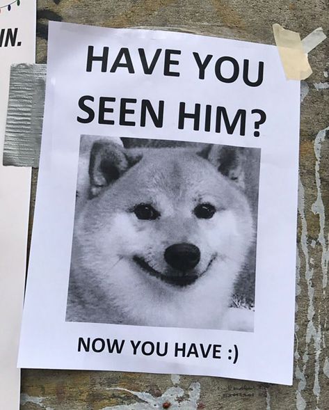 Someone Put This Sign Up On The Campus Notice Board And It Made My Entire Day Super Funny Memes, Funny Animal Photos, Dog Parents, Memes Humor, Wholesome Memes, Having A Bad Day, Dog Memes, Have You Seen, Shiba Inu