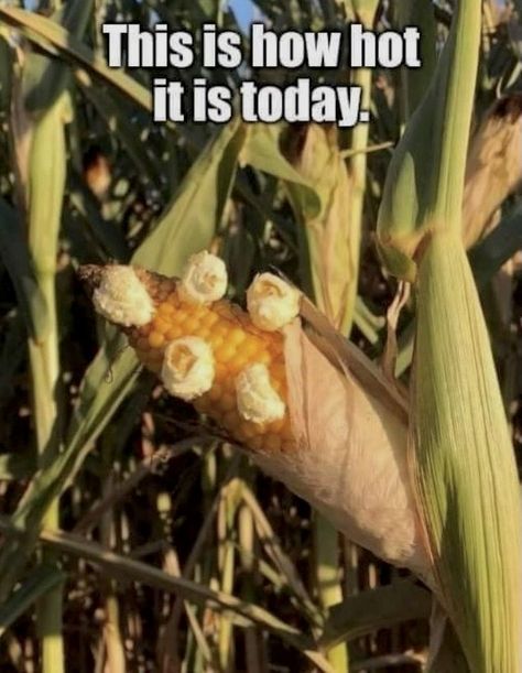 Hot Weather Humor, It's So Hot, Meme Page, Funny Pictures With Captions, Corn On Cob, Picture Captions, Having A Bad Day, Extreme Weather, Hot Weather