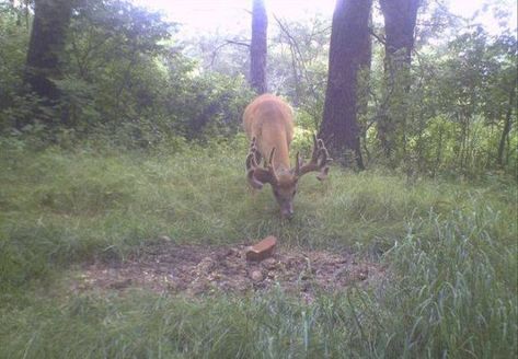 Deer Attractant, Whitetail Deer Hunting, Salt Lick, Food Plot, Deer Stand, Natural Diet, Milk Production, White Tail, Whitetail Deer