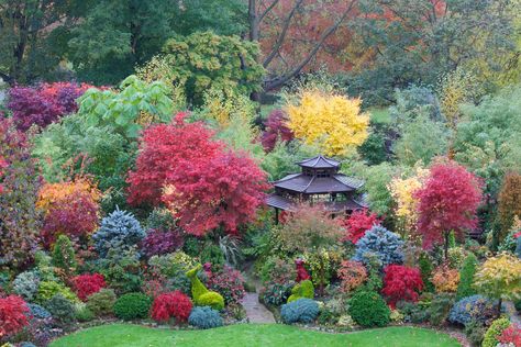 Beautiful acer colours of autumn - Very well placed garden! Acer Garden, Four Seasons Garden, Japanese Maple Garden, Planting Combinations, Lovely Landscapes, Autumn Photos, Plant Names, Virginia Creeper, Witch Garden