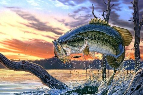 Largemouth Bass Wallpaper ·① WallpaperTag Bass Fishing Pictures, Edge Products, Rivers Edge, Fish Artwork, Bass Fish, Fishing Pictures, Cartoon Fish, Fish Wallpaper, Largemouth Bass