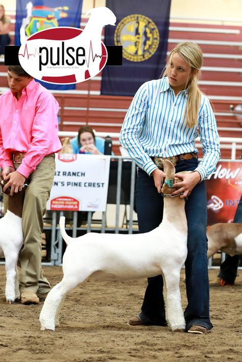 Goat Showing Outfits, Bore Goats, Goat Showing, Goat Ideas, Livestock Photography, Livestock Showing, Livestock Judging, Animals Memes, Cow Stuff