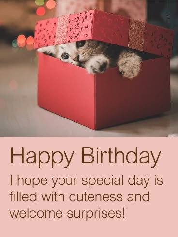 Happy Birthday Wishes Cat Lover, Happy Birthday Cat Lover, Best Happy Birthday Message, Gif Happy Birthday, Happy Birthday Animals, Birthday Animals, Happy Birthday Status, Sweet Image, Happy Birthday Cat