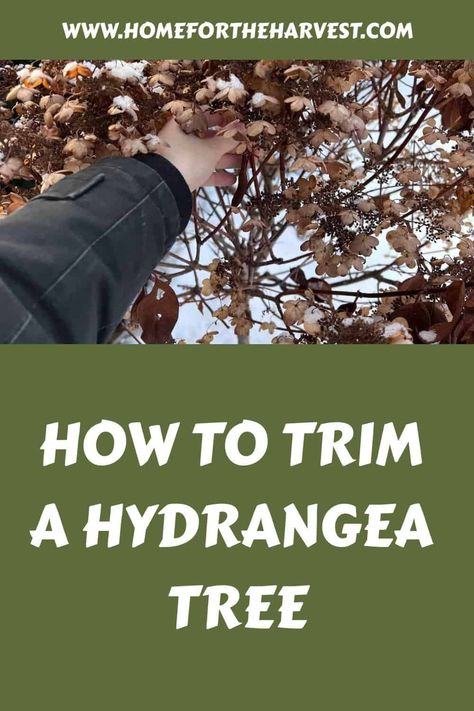 How to trim a hydrangea tree Pruning Hydrangea Tree, When To Trim Hydrangeas, Trimming Hydrangeas, Hydrangea Trees, Hydrangea Pruning, Yard Hacks, When To Prune Hydrangeas, Hydrangea Paniculata Limelight, Pruning Hydrangeas