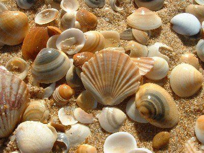 marine biology - Age of shells on beach - Biology Stack Exchange Witch School, Shell Island, Pinterest Contest, She Sells Seashells, I Love The Beach, Sea Witch, Beach Theme Wedding, Beach Combing, Kitchen Witch