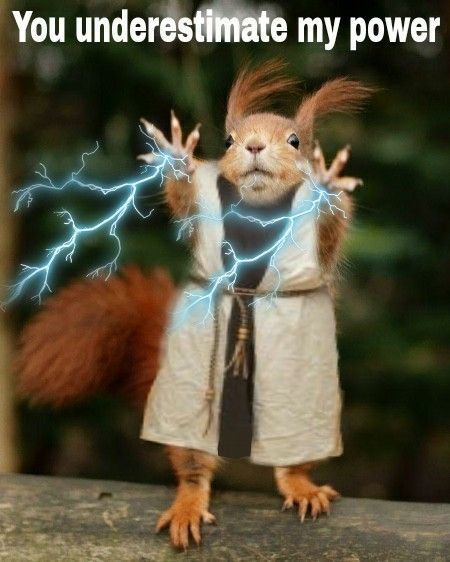 Funny Squirrel Drawing, Funny Squirrel Pictures Hilarious, Funny Squirrel Quotes, Squirrel Memes, Funny Squirrel Pictures, Lone Wolf Quotes, Squirrel Pictures, Squirrel Girl, Squirrel Funny