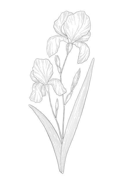 Iris Plant, Iris Drawing, Iris Flower Tattoo, Wildflower Drawing, Illustration Botanical, Flower Drawing Tutorials, Flower Outline, Engraved Flower, Flower Art Drawing