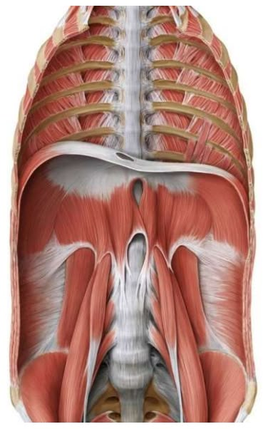 Diaphragm Anatomy, Anatomy Flashcards, Muscle Structure, Anatomy Images, Human Body Facts, Massage Therapy Techniques, Shoulder Pain Relief, Yoga Anatomy, Brain Anatomy