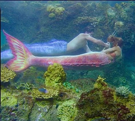 H2o Mermaid Tails, Mermaid Reference, Wanna Play Mermaids, Realistic Mermaid Tails, Mako Island, Moon Pool, Mermaid Things, Realistic Mermaid, Siren Core