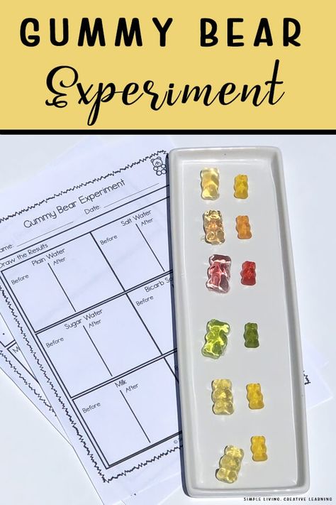 Gummy Bear Experiment Gummy Bear Science Project, 4th Grade Science Experiments, Gummy Bear Osmosis, Osmosis Experiment, Gummy Bear Experiment, 5th Grade Science Projects, Playing With Food, Sixth Grade Science, Cool Science Fair Projects